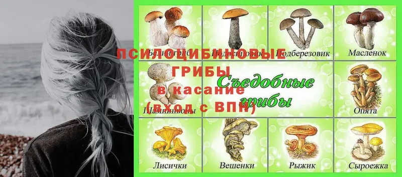 закладки  Западная Двина  Псилоцибиновые грибы MAGIC MUSHROOMS 